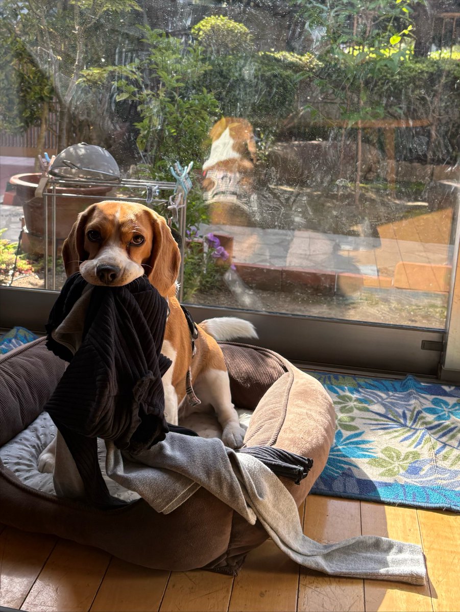 beagle_0408's tweet photo. 洗濯物畳み終わったと思って少し目を離したらこれ https://t.co/qDhW6fpLYf