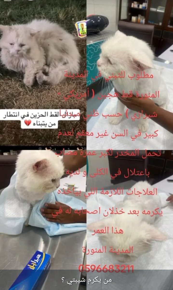 AhlamRefae46875's tweet photo. #المدينة المنورة 
منقول 🚨🚨
وبعد كل معاناته بعد تشرده ورميه وخذلانه 
معرض للرمي مرة ثانية

966596683211+
قط المدينة المنورة الحزين مازال يبحث عن بيت يحتويه ويعوضه عن الي مر فيه من خذلان وتخلي للمرة
الثانية💔💔اللهم يامن يجبر القلوب بعد كسرها 
اجعل قلوب الناس تحنو عليه وتأويه🤲🥺 https://t.co/rRid7tPKmp