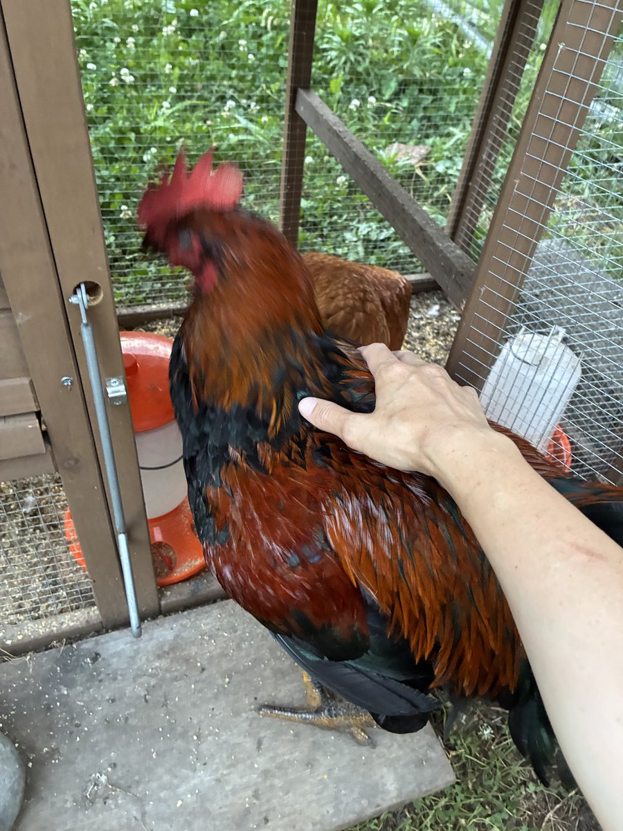 7faceturkey's tweet photo. ただいま！！！お疲れ！！！
#鳥好きさんと繋がりたい 
#鶏飼育 #鶏　#田舎 https://t.co/v93Q5Ohkst