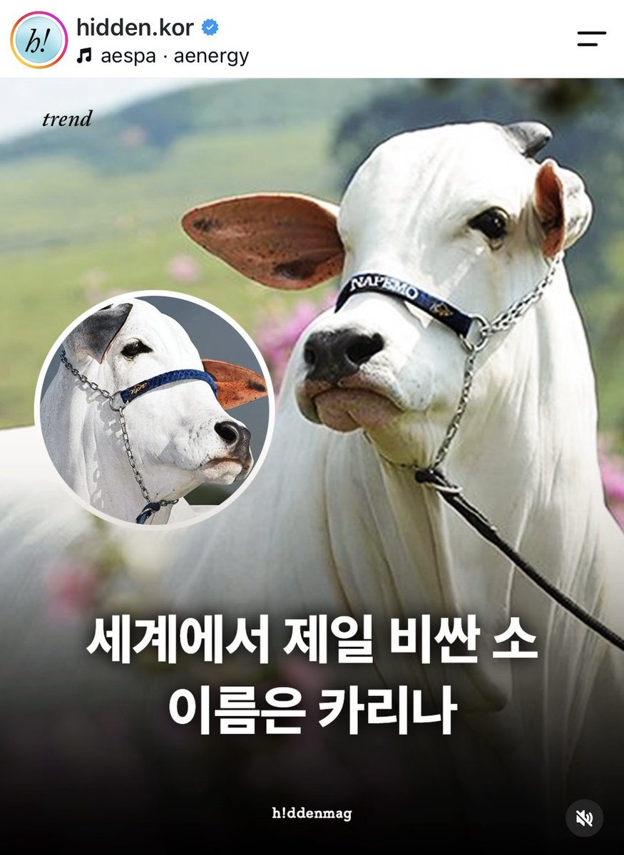 infoaespabr's tweet photo. 👉🐄 A VACA! WINTER marcou a KARINA em um post que falava sobre a vaca mais cara do mundo, que também se chama KARINA. Por coincidência, a vaca KARINA é brasileira e atualmente reside em MG. 🇧🇷 https://t.co/j2zbIMO4a8