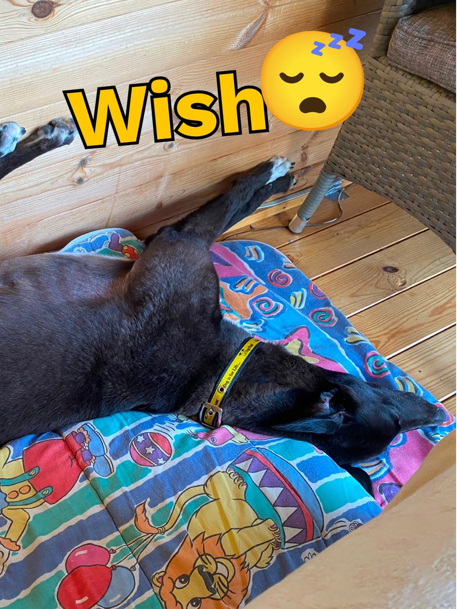 DT_Kenilworth's tweet photo. What if our dogs were emojis? πΆ
We think they've smashed these impressions, who is your favourite? π
Find out more about our dogs looking for their forever homes via the link in our bio! π‘
#RescueDog #Rehome #AdoptMe #INeedAHome https://t.co/k8zaIQKpkx