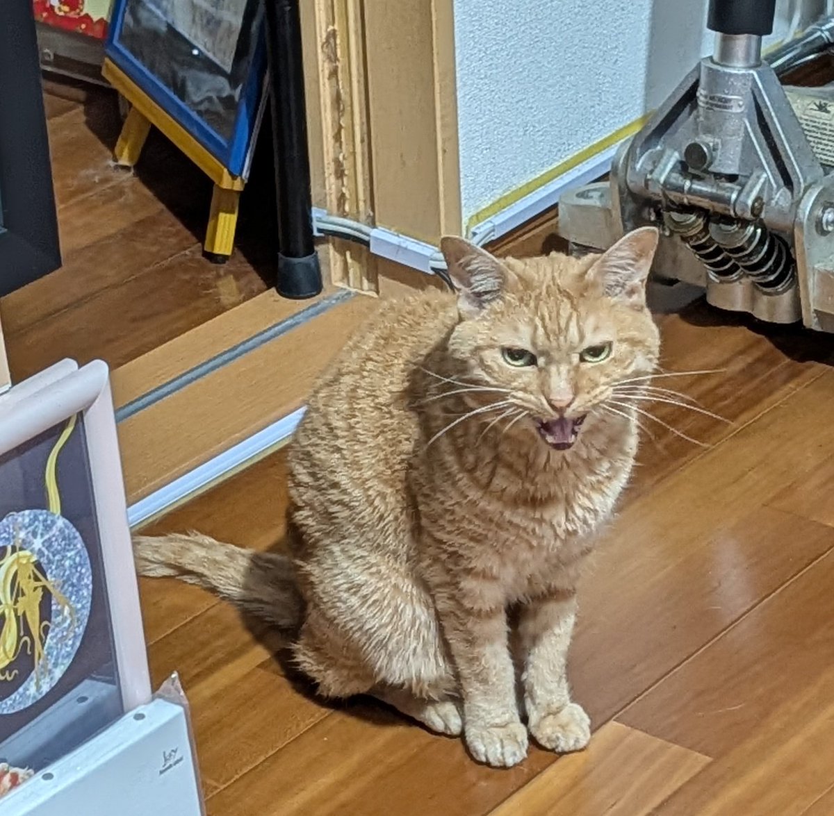 wildcatnexus's tweet photo. おぅおぅ！留守番ご苦労！
#猫 https://t.co/YhwZXSGudZ