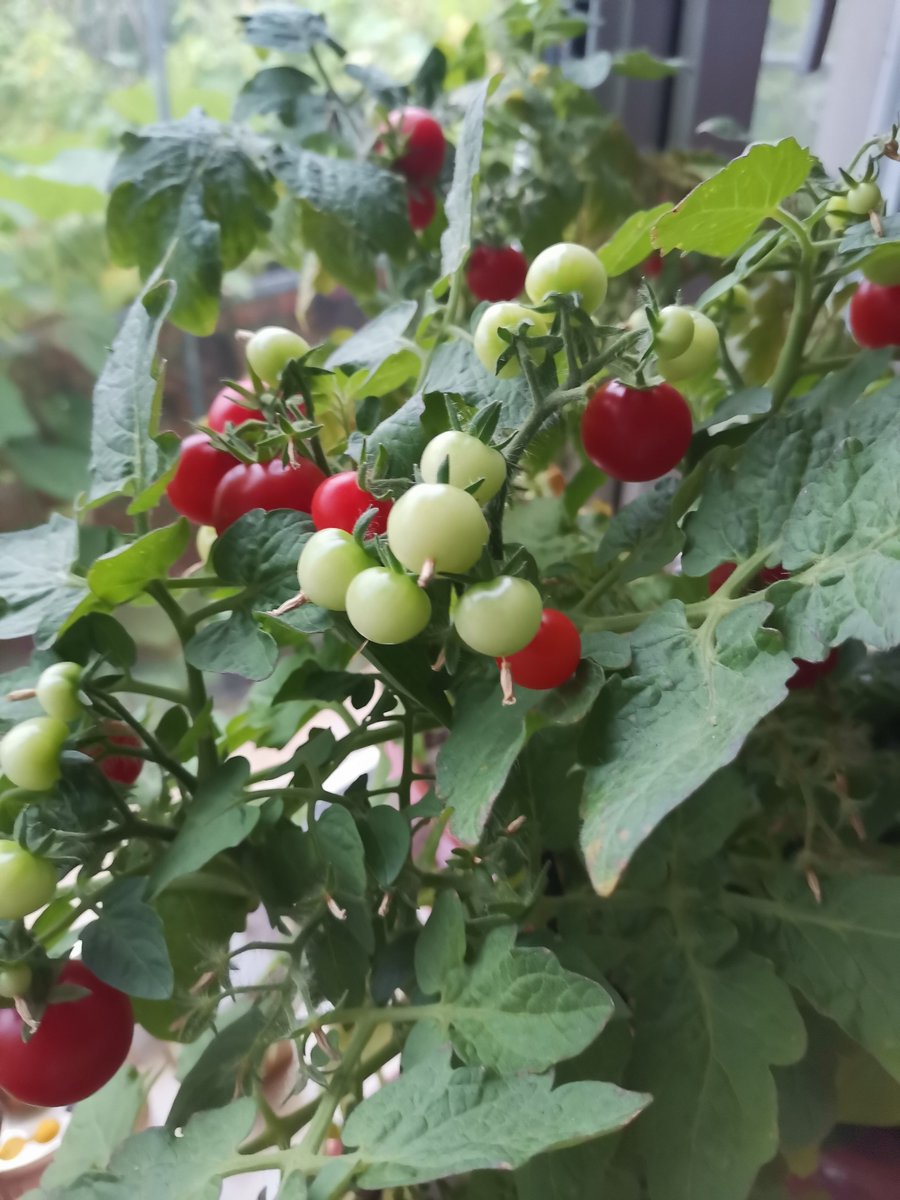 DelmerBridpyc's tweet photo. Taste test: This locally grown cherry tomato is bursting with juicy sweetness—crunchy, sun-ripened, and perfect for salads or snacking!， https://t.co/dUwZezaLxC