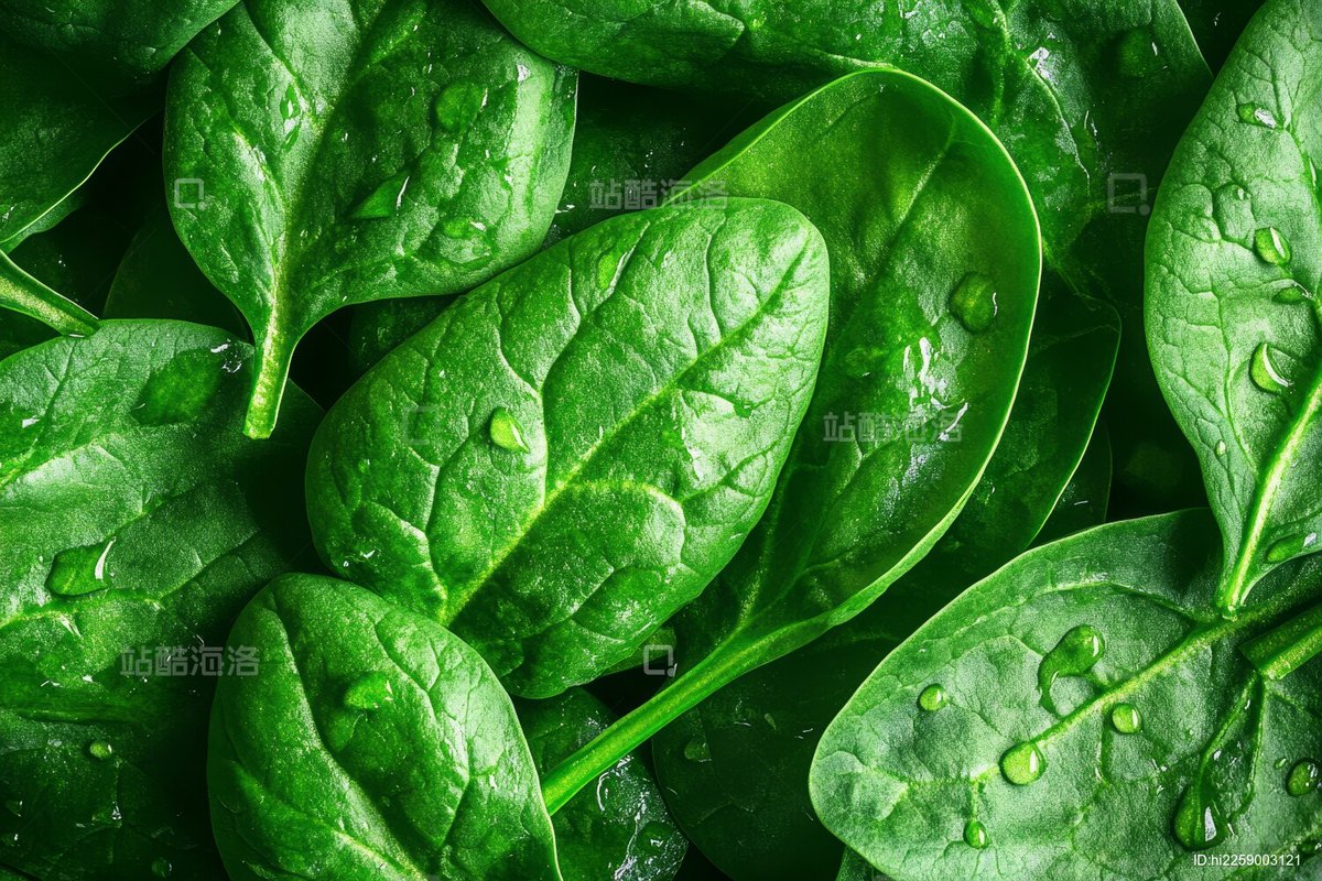 KimJeongGw5c's tweet photo. Just tried the new organic baby spinach from local farm in smoothies—bright, fresh, no earthy aftertaste, packed with tiny crisp leaves. Game changer for quick weekday meals! https://t.co/BaOtWosPDa