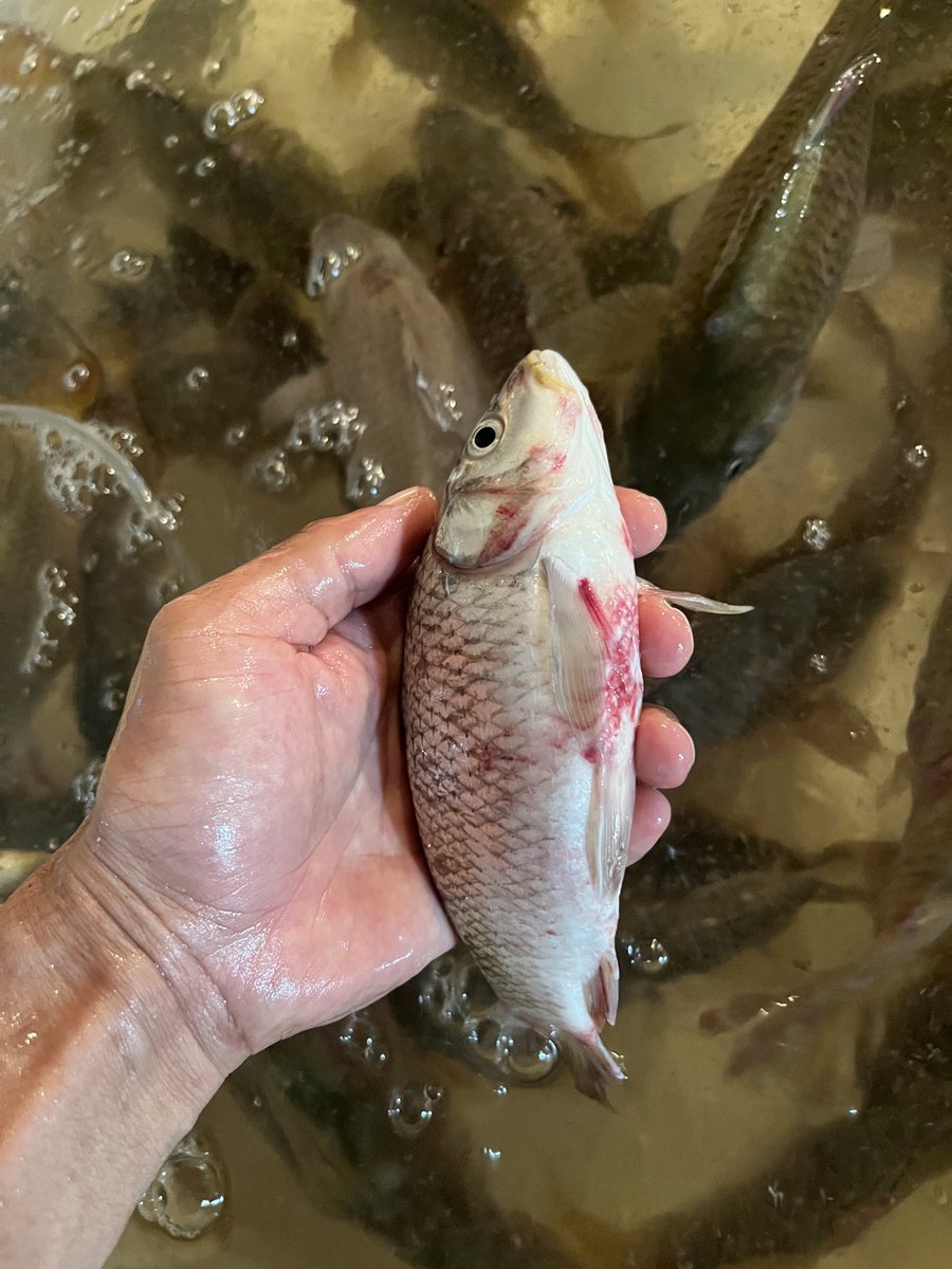AppleTown123's tweet photo. Dear fish experts kindly verify please!
@DDNewsArunachal  @arunachaltimes_ @DistrictICC @IMCitanagarAP @LikhaNari  @Arunachal24in  @sangnoamar https://t.co/ejpJNauXse