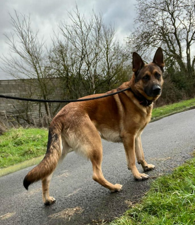 Penny2449's tweet photo. #forgottensoulshour
https://t.co/1BG4wwLV7Y
Hudson 3 yr old GSD x Mali  @gsrescueelite https://t.co/ZbYh6DHGfj