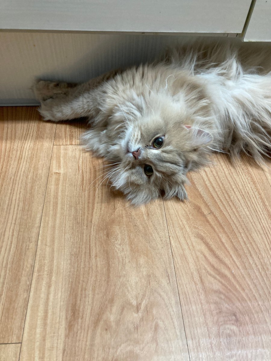 nextowe's tweet photo. [📩 NEW MESSAGE] ♡ Cru PlusChat

버터 왔어요 😸😸

#Cru #크루 #AxMxP #에이엠피 https://t.co/a9O81tOP59
