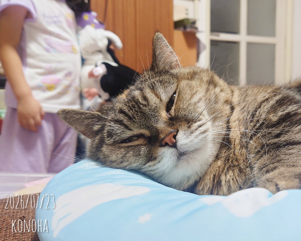 nekobitainote's tweet photo. 木曜日の皆様、こんばんは。寝かしつけにいけない猫です。 https://t.co/GKx2NcvLk3