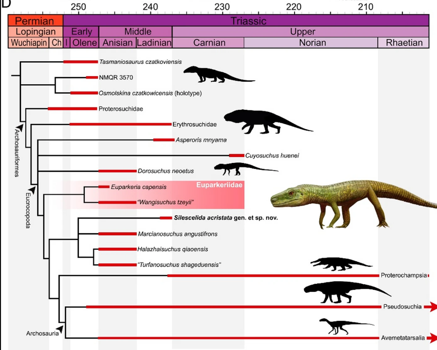 PaleontologieFr's tweet photo. Un reptile🦎de 240 Ma découvert au Brésil🇧🇷 éclaire l'origine des archosaures !
#Silescelida est un proche parent des ancêtres des #dinosaures et des crocodiles, comblant une étape clé de l'évolution.
#Trias #Archosauriformes

📰https://t.co/Zs54HDzUIH

🔎https://t.co/63jlR427yv https://t.co/hXi9JBnYHL