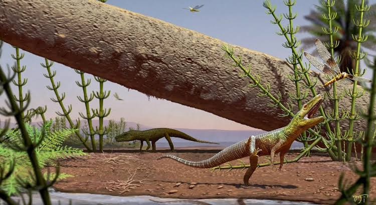 PaleontologieFr's tweet photo. Un reptile🦎de 240 Ma découvert au Brésil🇧🇷 éclaire l'origine des archosaures !
#Silescelida est un proche parent des ancêtres des #dinosaures et des crocodiles, comblant une étape clé de l'évolution.
#Trias #Archosauriformes

📰https://t.co/Zs54HDzUIH

🔎https://t.co/63jlR427yv https://t.co/hXi9JBnYHL