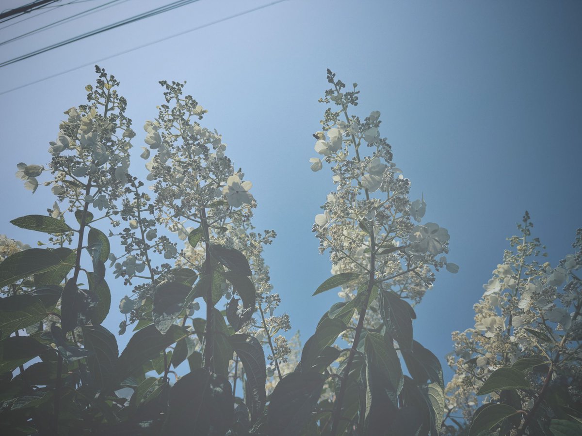 myodocopa_com's tweet photo. 少し早めに家を出て写真撮りながら待ち合わせ場所へ。やっぱり写真は夏だなあ。夏すきだよ。 https://t.co/AtK2mql5VU