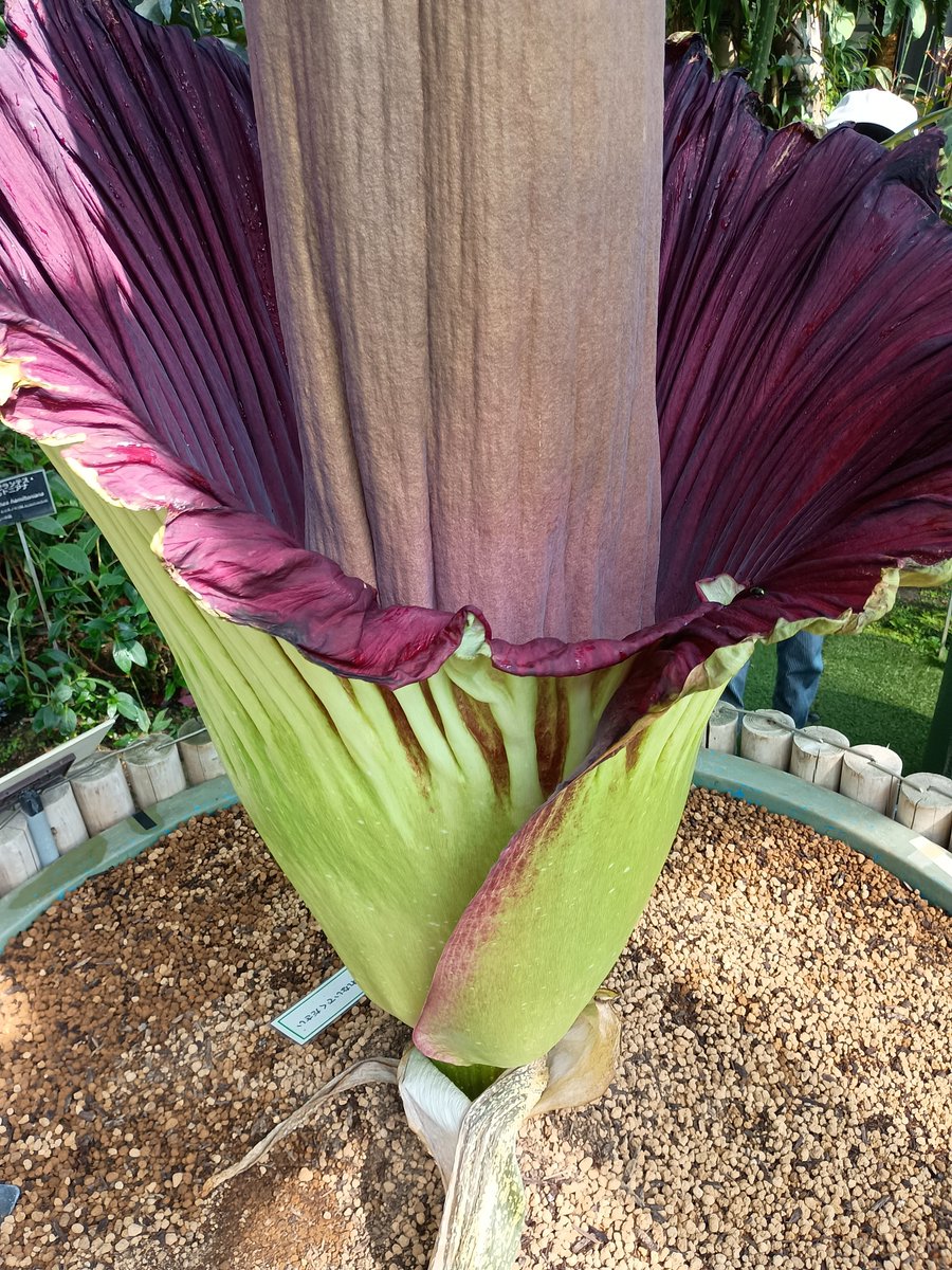 liu_kagami's tweet photo. ショクダイオオコンニャクが咲き始めたとのことで、筑波実験植物園に。
満開なう!!
臭いも今が一番強いそうで、とても臭い。
「昼間に満開になるなんて、滅多に無い。最初で最後」言われた。 https://t.co/3kbsQXfmXk