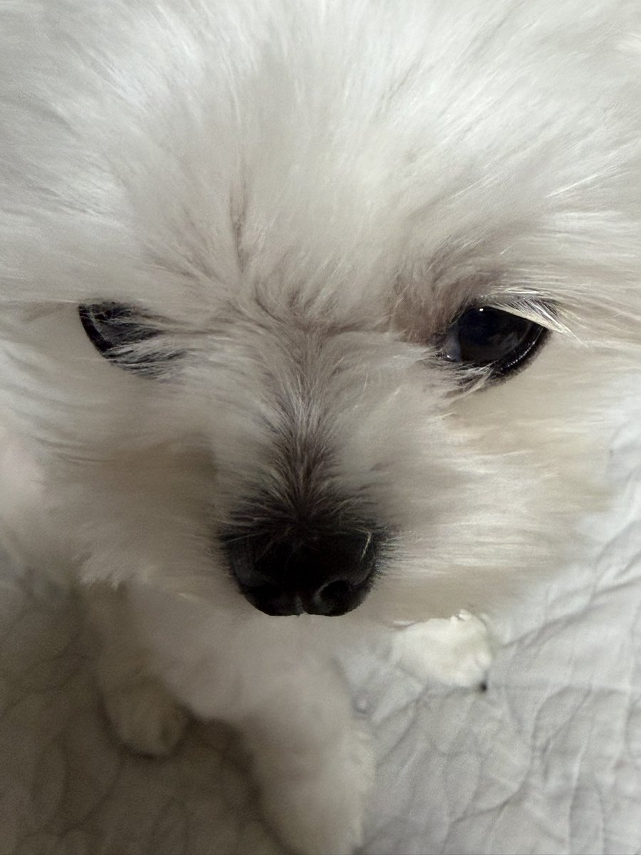 riceloverscluv's tweet photo. 모때니버전이랑 착순이버전이 있어요 https://t.co/qrCaf9GHRa