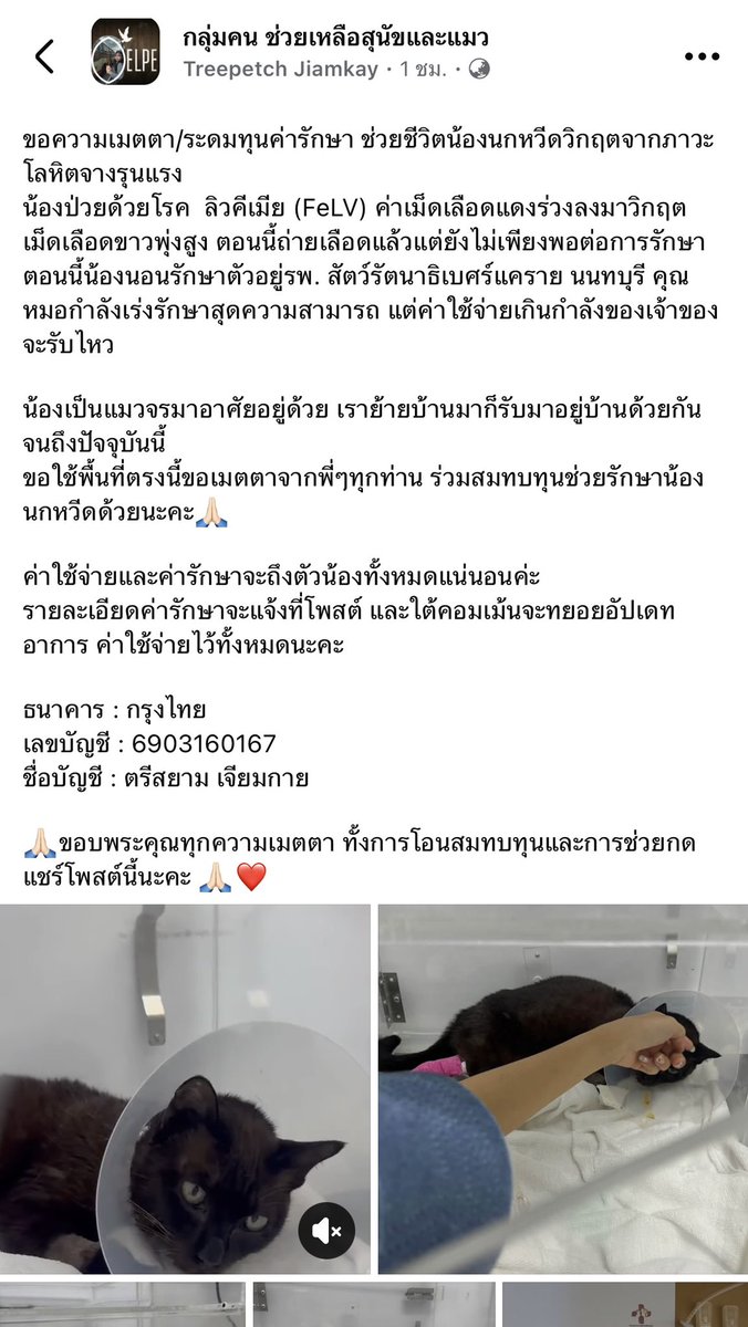 vewvew_'s tweet photo. 🥹 ขอรบกวนพื้นที่นิดนึงนะคะ
แมวเพื่อนเราเอง น้องเคยเป็นแมวจร เพื่อนเราเก็บมาเลี้ยงได้หลายปีแล้ว ล่าสุดตรวจพบน้องเป็นลิวคีเมีย ตอนนี้ส่งรักษาตัวแต่ติดปัญหาเรื่องค่าใช้จ่าย สามารถอ่านรายละเอียดเพิ่มเติมได้ในลิ้งก์นะคะ 🙏🏼

( https://t.co/YMtcA00dy5 ) https://t.co/w4TBH4JJtA