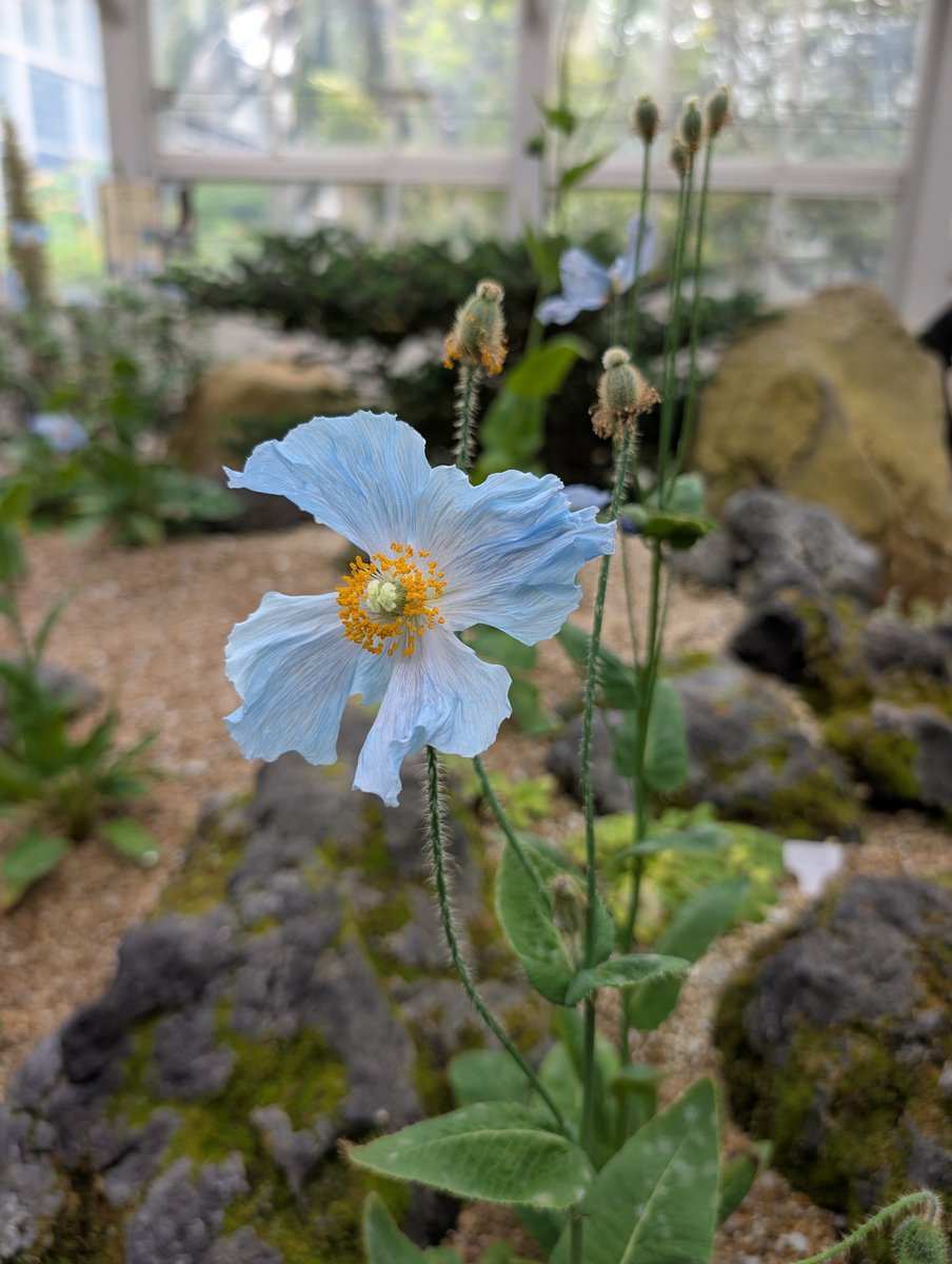 ヒマラヤの青いケシ💠 京都府立植物園で見ることが できました。 開花