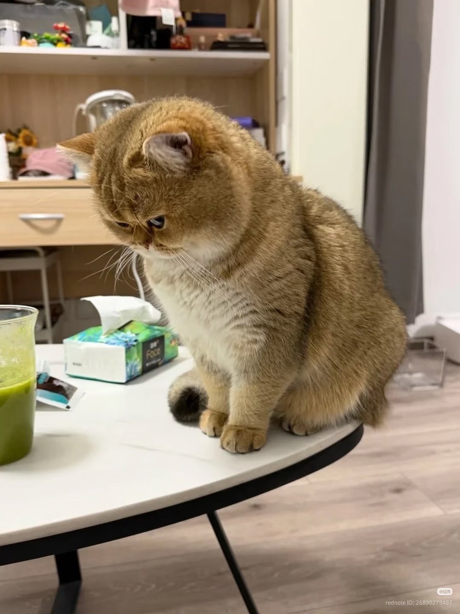 nocontextscats's tweet photo. Bombastic side eye https://t.co/N6vTWQIVY3
