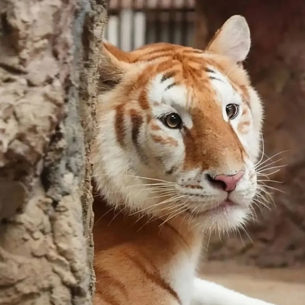 AMAZlNGNATURE's tweet photo. Meet Ava, the golden tiger melting hearts around the world

People fell in love with her rare golden fur and adorable face after photos of her went viral https://t.co/DewjTjw7ys