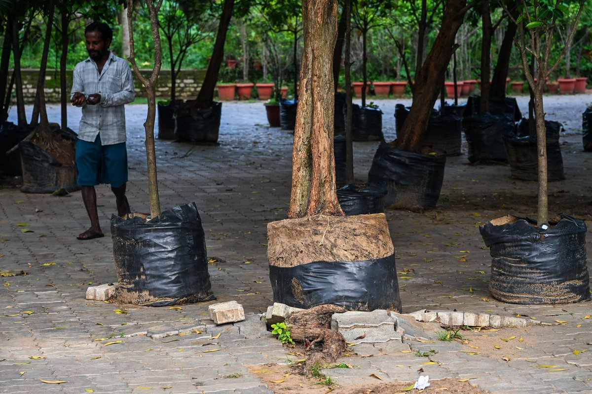 ddmallick's tweet photo. FORGOTTEN GREENERY
Plants which were brought for beautification around Lingaraj Temple as part of the #EkamraProject 3Yrs back, stand neglected, and grown into trees with roots reaching soil through paver blocks, outside the temple in #Bhubaneswar

@NewIndianXpress @XpressOdisha https://t.co/D8yTLJHzfC