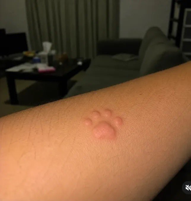 HardlyLoose's tweet photo. I don't know which type of mosquito this is but I love it 🥰 https://t.co/swOoK4tRfv