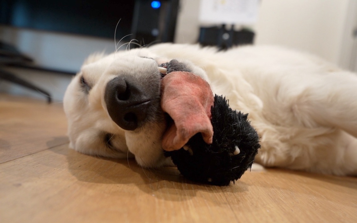 Ch0ice_Choi's tweet photo. My golden retriever nudged my hand while I was working late—best office break ever https://t.co/9BjLdclEeH