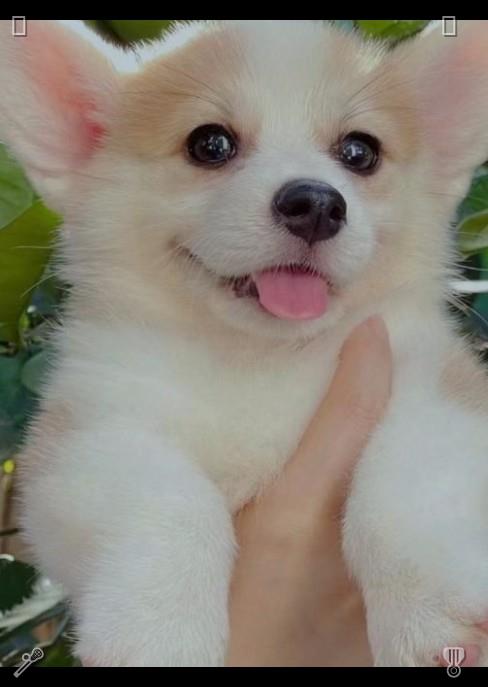 saiyo1119's tweet photo. Puppies' gentle eyes brim with simple affection and unwavering trust. Their innocent stare evokes the most genuine feelings in existence. 243620Listen to someone who, at this moment, remains truly unheard. https://t.co/JHrsL1dGm9