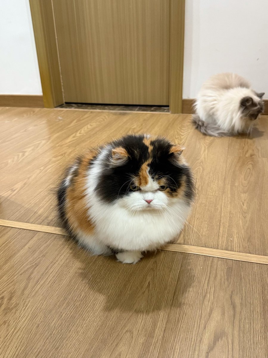 nocontextscats's tweet photo. 😡 https://t.co/4Wzap0p6mW