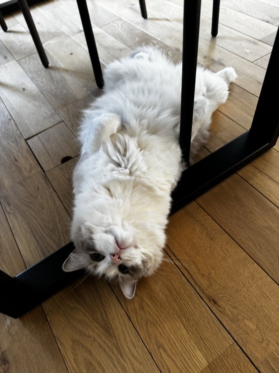 emlktwnc's tweet photo. これはどういう状態なのか、、
なんでこんな狭いところにいるの？？ https://t.co/ULp4a9L8Ks