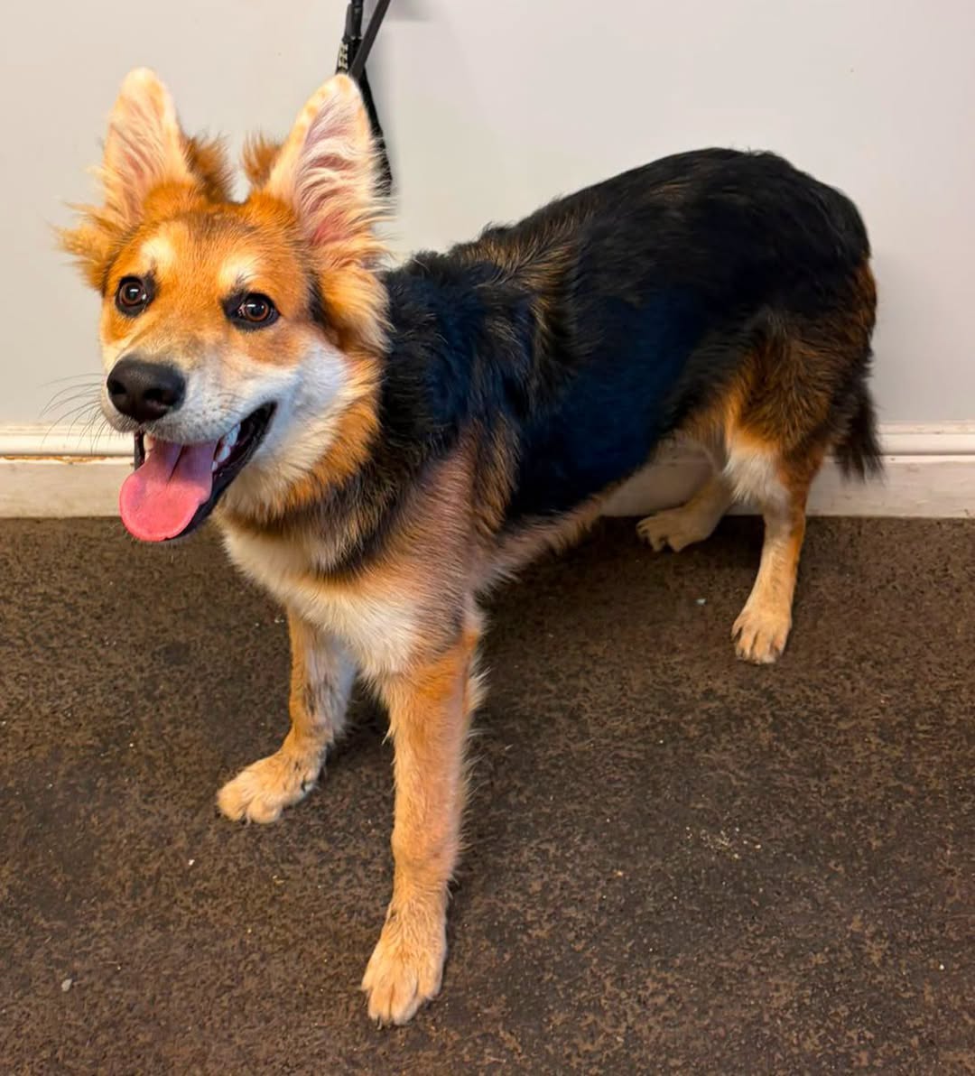 AdoptionsUk's tweet photo. Please retweet to help find the owner or a rescue shelter space for this stray/abandoned dog found  #Hethersett #NORFOLK #UK 🐶💔 21 JULY 26
Not available for adoption, now in a council pound.  
Please note if unclaimed our strays ( Norfolk Council)  go to rescue not private**
If you have any information regarding this dog please get in touch quoting SN 37/26 🐾
CONTACT NORFOLK COUNCIL 👇👇👇
https://t.co/IV3dOrNIBc    Original post on facebook  👇👇👇https://t.co/Xw5jbcgdlK 
Email👇👇👇
 info@animalwardenservices.co.uk  

#dogs #adoptdontshop #pets #England  #Wales #Scotland  #Rescuedogs #dogsofX
@Nightowl400 @MissingPetsGB
  @AlistairCarns @lucydahlia @AndrewRosindell @KatieAmess @APDAWG1
@NewmanDian1426 @JerryGreenDogs
@WoodgreenPets @themayhew
@AllDogsMatter @RSPCA_PATeam
@rickygervais @domdyer70 

Norfolk Council Pound, Rescue shelter space needed asap.