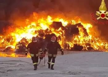 Giosi_Borselli's tweet photo. MERCI DE PARTAGER 

Appel à l’aide dans le village de Salernes dans le Var, suite aux incendies

🚨 URGENCE FEUX - APPEL A L’AIDE POUR MES 45 CHATS 🚨

Depuis 1 mois, tous les chats de l’association et moi vivons dans le Var, sur la commune de Salernes.

Après toutes ces années dans la protection animale, je vis avec des chats non adoptables : sauvages, intouchables, handicapés, malades. 
Ma plus grande peur a toujours été le FEU. Comment faire avec tous mes chats si un départ de feu arrive ?

Ici ils ne sont plus en liberté totale sur le terrain.  
Ils sont dans un garage de 25m² avec un espace extérieur aménagé et sécurisé. Donc ils ne pourront pas fuir seuls.  
À moins que j’ouvre les portes... et rien que d’y penser ça me rend malade.

Le 1er déménagement a déjà été très compliqué et très stressant pour eux.  
Et voilà que depuis hier, la peur est devenue bien réelle.  
Le feu de Pontevès n’était pas loin. Si le vent avait tourné, il m’arrivait dessus. Et hier soir, un feu s’est même déclaré à Salernes, en bas de mon chemin. 3 camions de pompiers à minuit... Heureusement maîtrisé vite.

Je ne les abandonnerai JAMAIS. À la vie, à la mort.

Mais pour évacuer, il faut s’organiser. Et là je suis démunie :

J’AI BESOIN DE VOUS :

- 20 CAGES DE TRANSPORT SOLIDES  
    Mes chats sont sauvages, il faut des cages très costauds. Celles en plastique basique ne tiendront pas.  
    Je peux les garder pour toute la saison des feux et vous les rendre.
    
- UN VÉHICULE TYPE UTILITAIRE  
    Avec une seule voiture je ne peux pas transporter tout le monde.  
    J’ai 45 chats adultes, 3 chatons au biberon, 2 chatons de 3 mois, 1 poule handicapée et 2 chiens cane corso de 35kg à évacuer si besoin.  

    Si vous avez un Renault Trafic ou équivalent et que vous êtes dispo autour de Salernes pour m’aider à les transporter jusqu’à mon point de chute à Cipières, contactez-moi.

- POINT DE COLLECTE :  
Une amie sur Cagnes-sur-Mer accepte de centraliser les dons/prêts de cages.  
Si vous êtes vers Salernes, je peux aussi me déplacer.

Ce soir je récupère déjà 9 cages sur Montauroux. Il m’en manque encore 20.

Je vis pour eux. Je ne partirai pas sans eux.

Si vous pouvez m’aider contactez-moi en MP ou par mail aubonheurduchatlibre@gmail.com
On échangera nos numéros.

Merci du fond du cœur de partager au maximum 🙏  
#Salernes #Var #FeuxDeForet #UrgenceAnimaux #ProtectionAnimale #ChatsSauvages