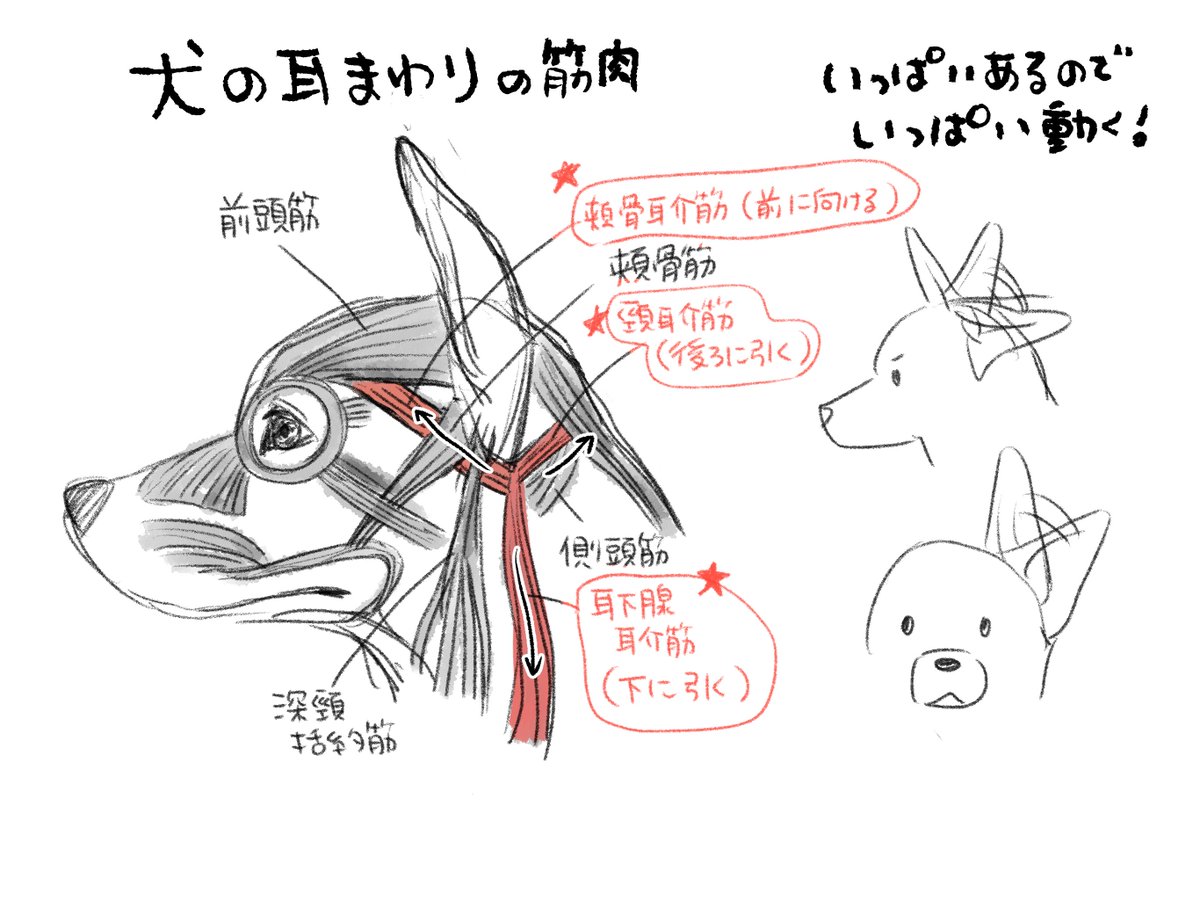 bana_ane_illust's tweet photo. 犬の描き方メモ❺
耳の動きと感情表現👂

🔸犬の耳はよく聴くためにいっぱい動くよ
🔸同じ耳の形でも、喜び・緊張やストレスなど逆の感情のときもあるよ
🔸モデル犬の「平常時」の耳の位置を基準に動きをつける https://t.co/izxMajaGS6