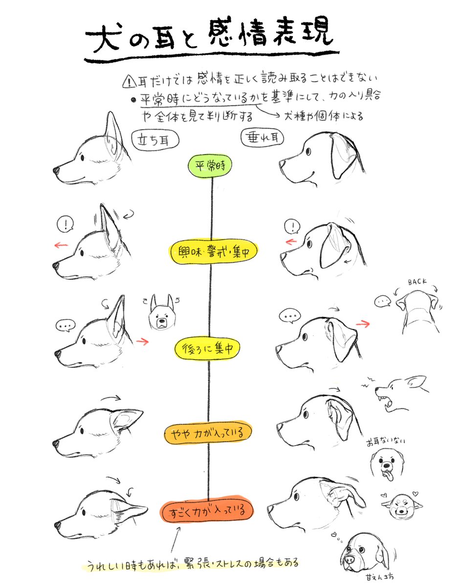 bana_ane_illust's tweet photo. 犬の描き方メモ❺
耳の動きと感情表現👂

🔸犬の耳はよく聴くためにいっぱい動くよ
🔸同じ耳の形でも、喜び・緊張やストレスなど逆の感情のときもあるよ
🔸モデル犬の「平常時」の耳の位置を基準に動きをつける https://t.co/izxMajaGS6