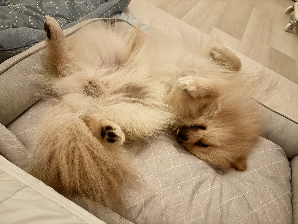 A_YB7T's tweet photo. 趣味は動物のお世話。
休日の予定はほぼ動物と過ごす時間中心。
欲しいものリストは動物グッズ系ばかり。

新しいごはんやおやつを調べたり飼育グッズ検索したりセール品のチェック、部屋のDIYを想像したりして無限に時間を溶かしてる。幸せ。 https://t.co/ukzqzBawfg