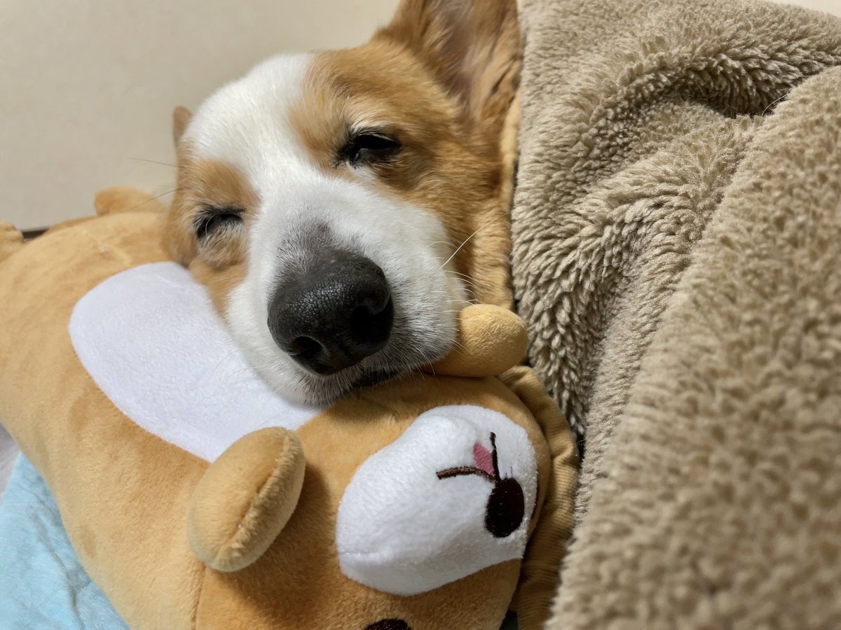 A_YB7T's tweet photo. 趣味は動物のお世話。
休日の予定はほぼ動物と過ごす時間中心。
欲しいものリストは動物グッズ系ばかり。

新しいごはんやおやつを調べたり飼育グッズ検索したりセール品のチェック、部屋のDIYを想像したりして無限に時間を溶かしてる。幸せ。 https://t.co/ukzqzBawfg