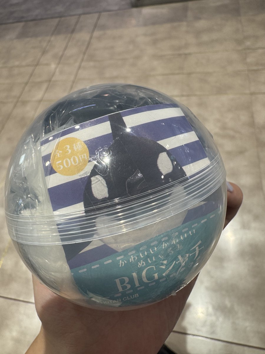 _kiminone's tweet photo. ！？！？！？！？えええて回すしかないでしょぉぉぉこんな神ガチャ https://t.co/s9mk2uOP9v
