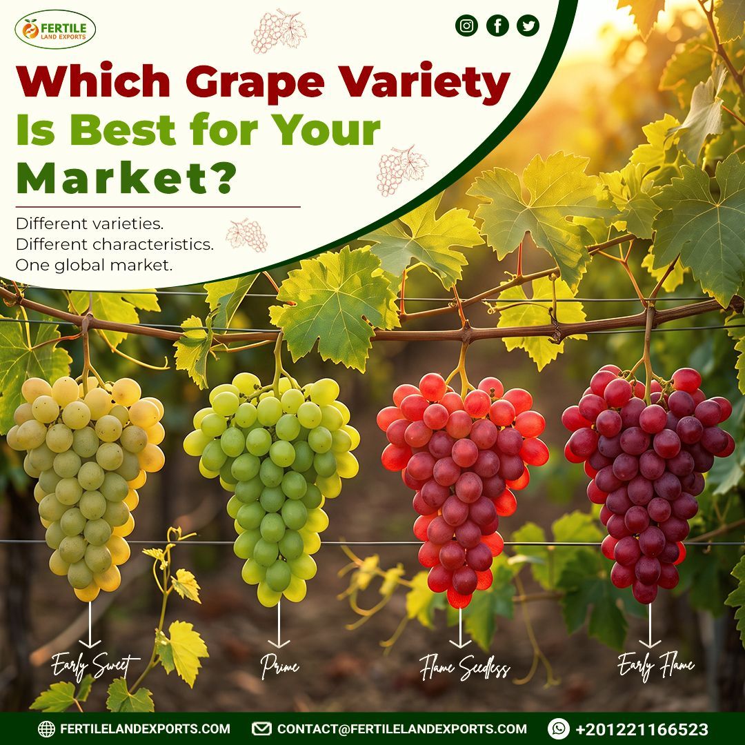 FertileL55544's tweet photo. 🍇 Which Grape Variety Is Best for Your Market?

Early Sweet, Prime, Flame Seedless, or Early Flame?
Different varieties can suit different market preferences and sourcing requirements.
🌍 Which one would you choose for your market?

📱 WhatsApp: +20 12 21166523

#EgyptianGrapes https://t.co/giFw4q2H9M