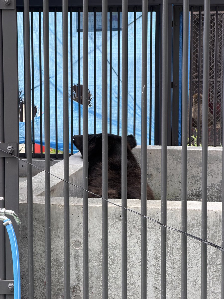 kahoku_zoo's tweet photo. 本日からツキノワグマの展示を公開しました。ぜひ温かい目で見守ってくださると嬉しいです。
そして本日から愛称を募集します！
応募お待ちしております☺︎

⬇️応募はこちらからです！
https://t.co/jSmUlNeHlr

#河北町児童動物園　　#ツキノワグマ https://t.co/bg2z7Vxdkw