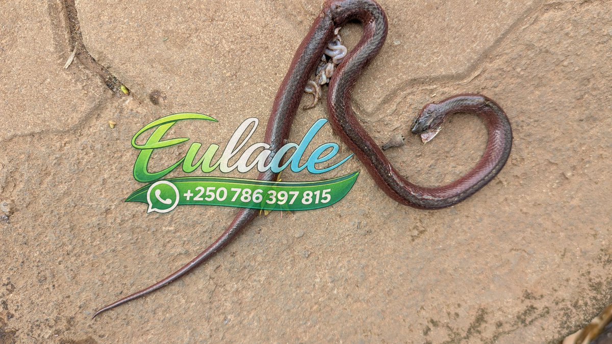 Eulad_ee's tweet photo. In Rwanda, snakes are among the wild animals most likely to be killed whenever someone sees one. they are killed not because they have harmed anyone, but because of a widespread belief that killing a snake earns God's forgiveness for seven sins. 

What is it like where you live? https://t.co/Dc0V6nNHaX