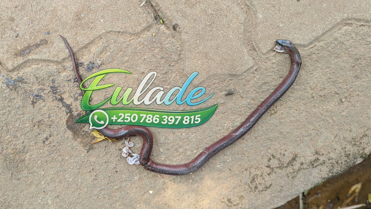 Eulad_ee's tweet photo. In Rwanda, snakes are among the wild animals most likely to be killed whenever someone sees one. they are killed not because they have harmed anyone, but because of a widespread belief that killing a snake earns God's forgiveness for seven sins. 

What is it like where you live? https://t.co/Dc0V6nNHaX