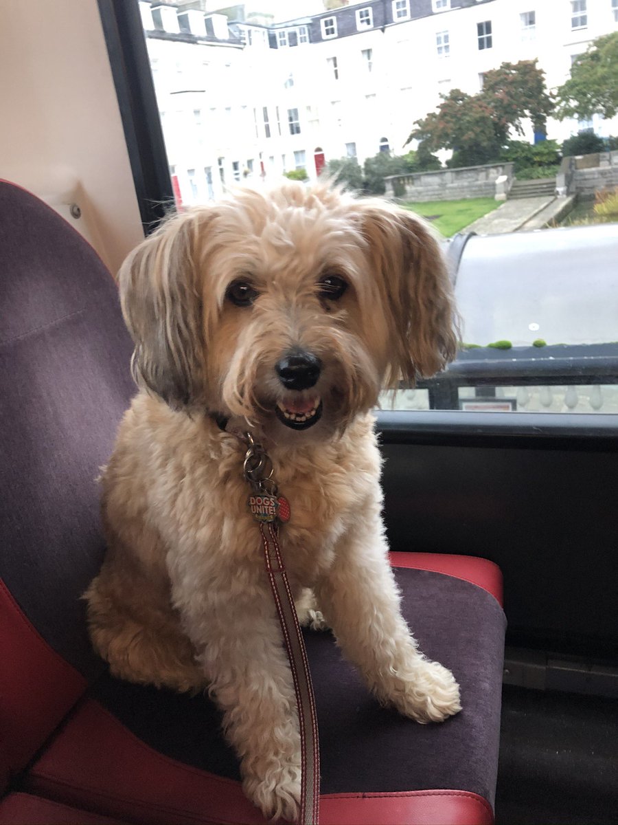 david_wright67's tweet photo. @78__Rebecca Time flies, coming up 3 years for Puddles 

Missed everyday 🐕 https://t.co/cFKrOqxGIx