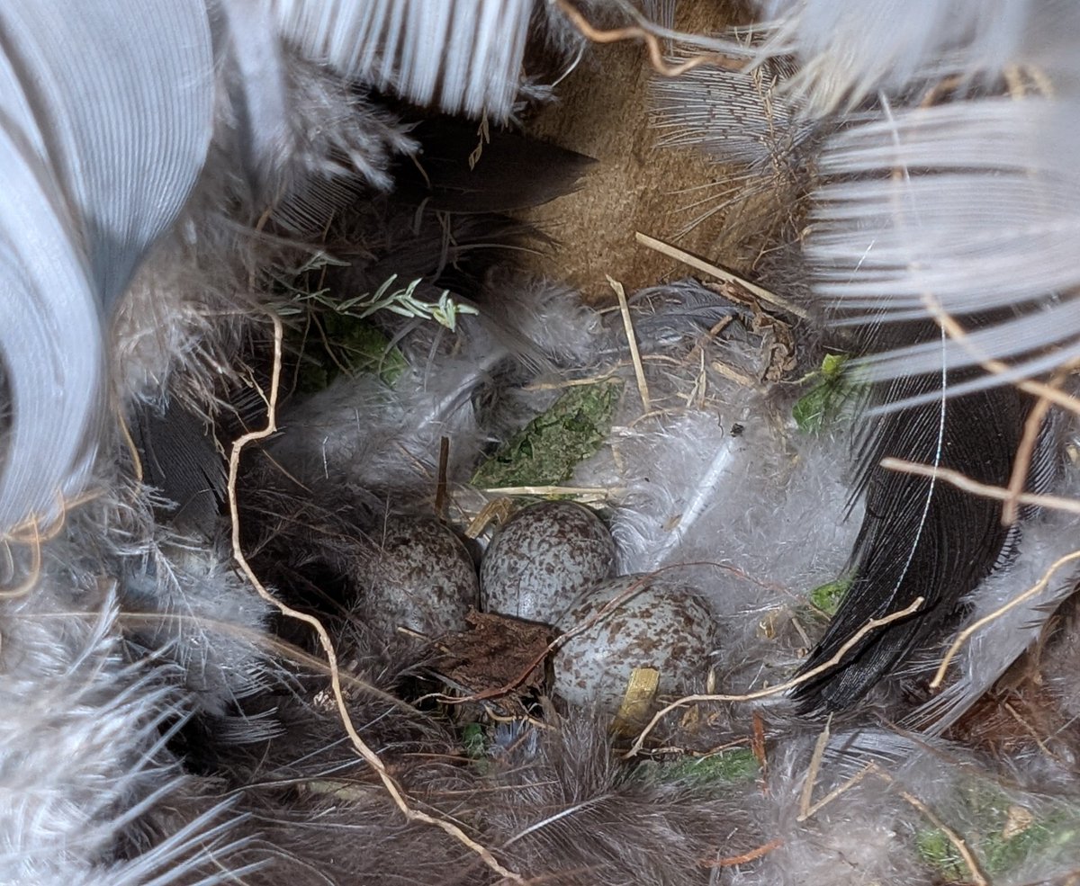 mattthesparrow's tweet photo. This is the 4th clutch of eggs laid by this pair of Tree Sparrows. The first clutch failed so it won't be the mythical 4th brood, but it is a great effort. Their tenacity drives me to keep working to save them. PS they prefer the old, wonky knackered boxes to new pristine boxes! https://t.co/ZF0pbjsD6Q