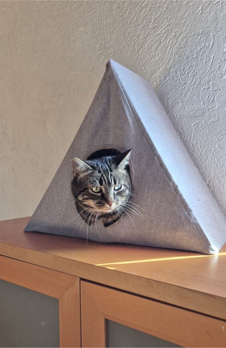 saturnethecat's tweet photo. Saturne est parti en vacances et il fait du camping 😼 https://t.co/43T2TQHiwY