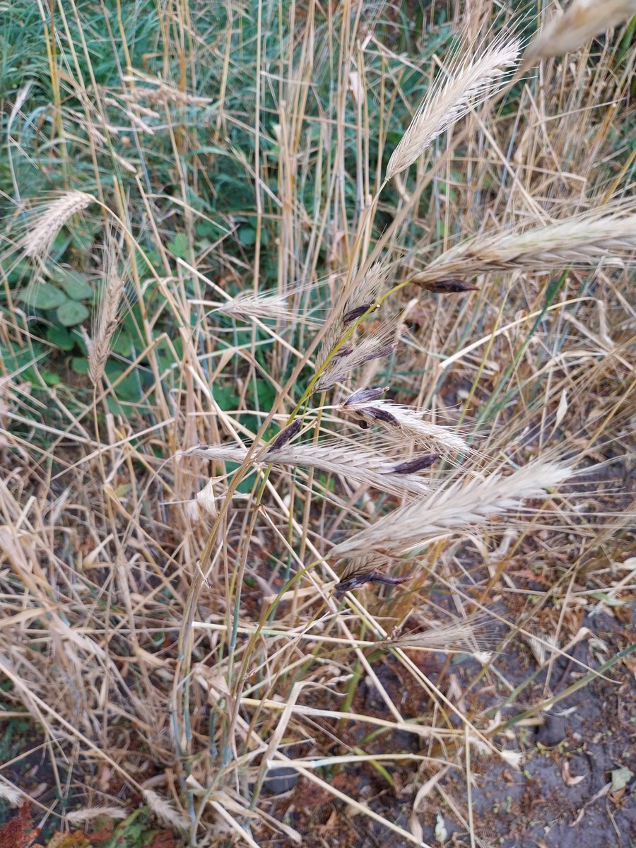 Rikmanspoel's tweet photo. Herhaaldelijk moederkoren in verdwaald graan langs percelen.  Succes met vergroening zonder schimmelbestrijding! https://t.co/QNEKcHytFX
