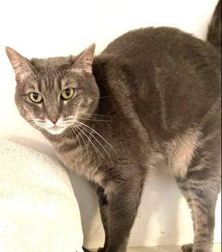 sachikoko's tweet photo. 👉🏽SENIOR ALERT🙏🏽PLZ SHARE
💙Playful 9YO #Senior Blue/Gray Kitty "JUMPER"💙
📣Waiting 4 A #FureverHome🏘
▶️https://t.co/5Rc5JccTdv
🙏🏽#AdoptDontShop #AdoptASeniorCat
#Acampo, #CA #Lodi #SanJoaquinCounty
☑Cats☑Older Kids @AdoptRescueCats #Declawed
#ForgottenSoulsHour #US #Cats https://t.co/ZZXHqkZgbi