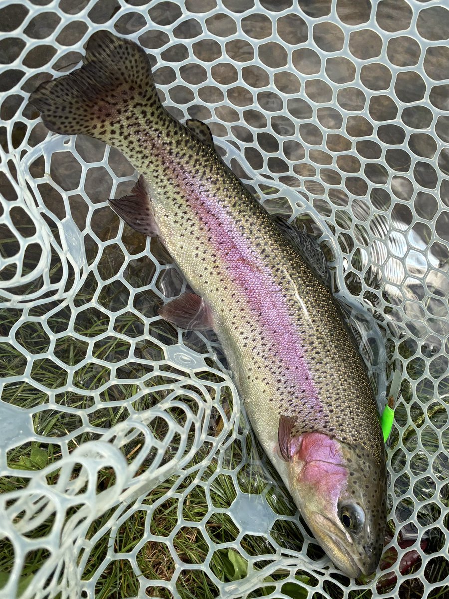 NS_COPRO's tweet photo. 遠征振り返り🎣　
最近、偏愛ルアーの　
ポッシブでの釣果が芳しく　
なくフラストレーション　
溜まってましたが…  
爆❗️とはいきませんでした
が、🐟を連れて来て　
くれました💫　
パラサイトグローは　
万能カラー🩷 https://t.co/Bxi3eEoJo3