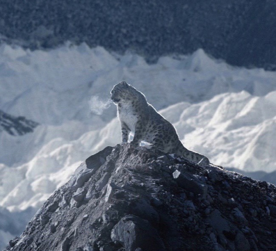 tradertomdevs's tweet photo. This was the last ever photo taken of a snow leopard that is alone of its kind before going extinct.

I havnt seen this get done before but its such a cool narative that hasnt been done before.

Its the last of its kind and it was photographed by a hiker climbing everest that the snow leopard was seen at over 18,000 FT of elevation.

I just think this is such a cool narative that should go bit.

"Ghost Of Everest" and there is no name for the animal since its wild.