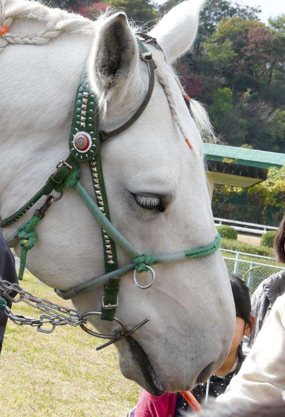 OliveRed0516's tweet photo. 2011年12月に佐賀競馬場に来てくれたミルキー🐴
この日に駐車場で拾った白猫はあやかってミルキーと名付け、今もまだウチにいます🐈
長い間お疲れ様でした、ありがとう😢
#ミルキー https://t.co/3dqkaKaEft