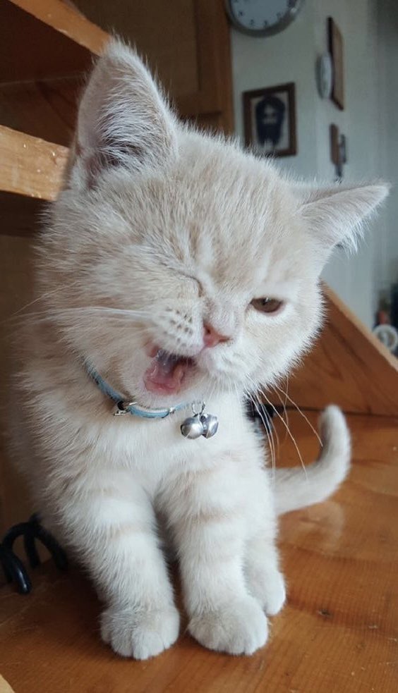 growithrj_'s tweet photo. meow meow wink https://t.co/1OpnOZ2rvd