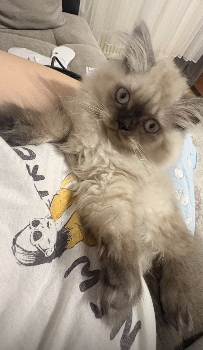 hididdlyhoo's tweet photo. dişi 5 aylik kedimiz kayip, İstanbul Fatih Fatih Cami civarinda, destek amacli paylasabilir misiniz? #kedi #kayipkedi https://t.co/vYt2t4L8z4