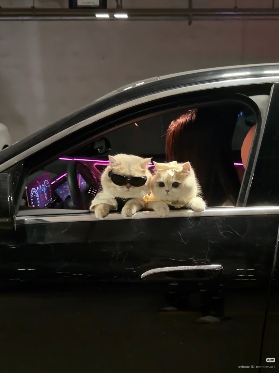 No Context Cats tweet media