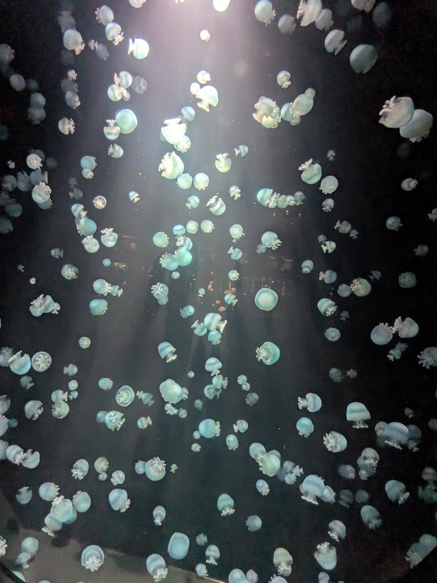 ___koke55's tweet photo. かもすい！世界一のクラゲ水族館🪼
ほんとに凄かった！
あんまクラゲ興味なかったんだけど、解説が面白くてちょっと好きになった！
クラゲ以外も普通の魚とかアザラシとかウミガメもいた！
ちょっと立地悪いんやけど、バス逃して歩いてたら知らないおじいちゃんが送ってくれた😭ありがとう😭‼️ https://t.co/k3pICJAr91
